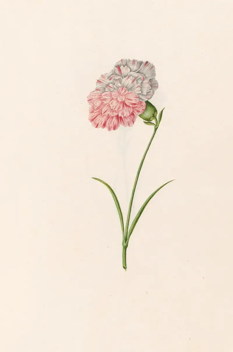 Nelke (Nej lika) von Magdelena Rosina Funck