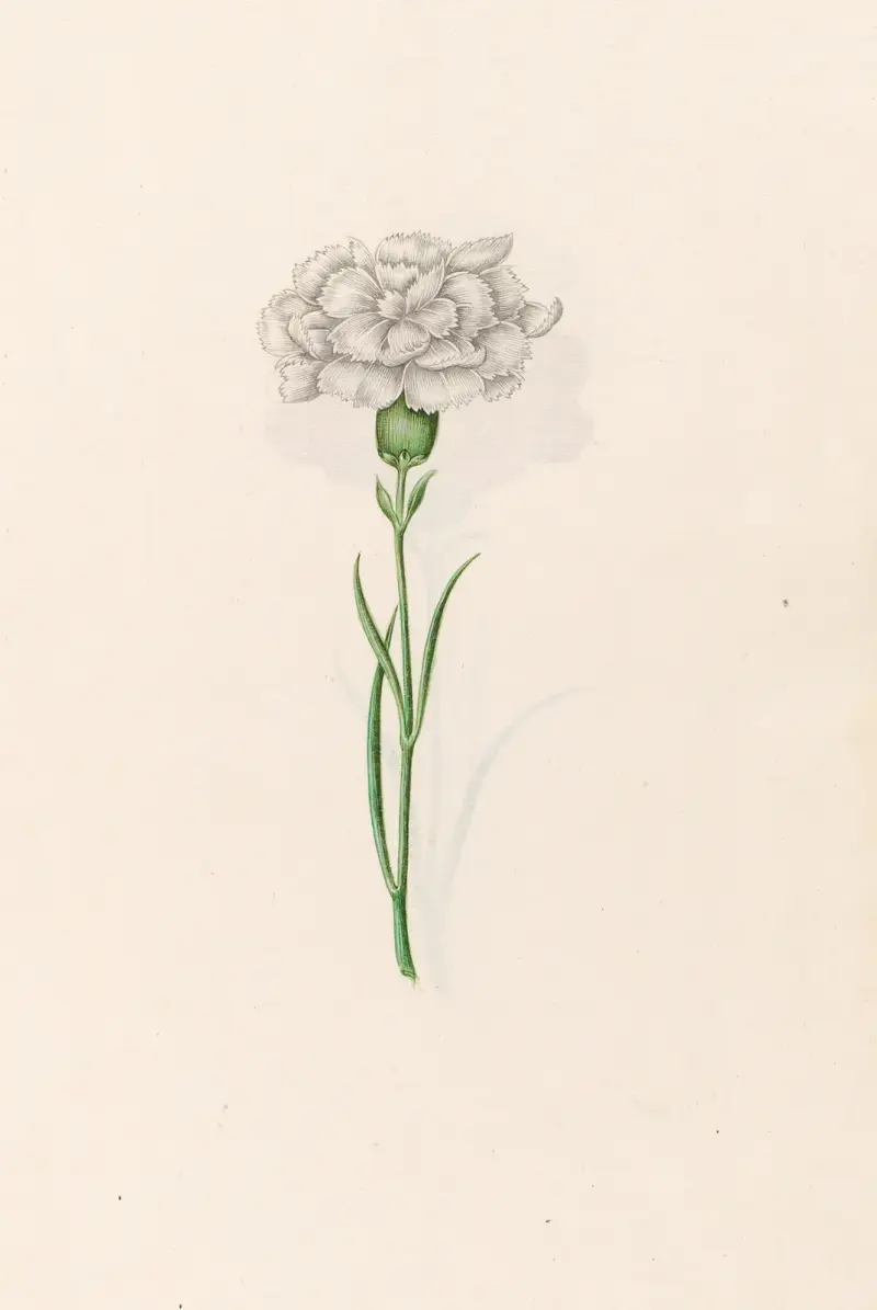 Nelkenblume, 1692 – Nr. 2 von Magdelena Rosina Funck