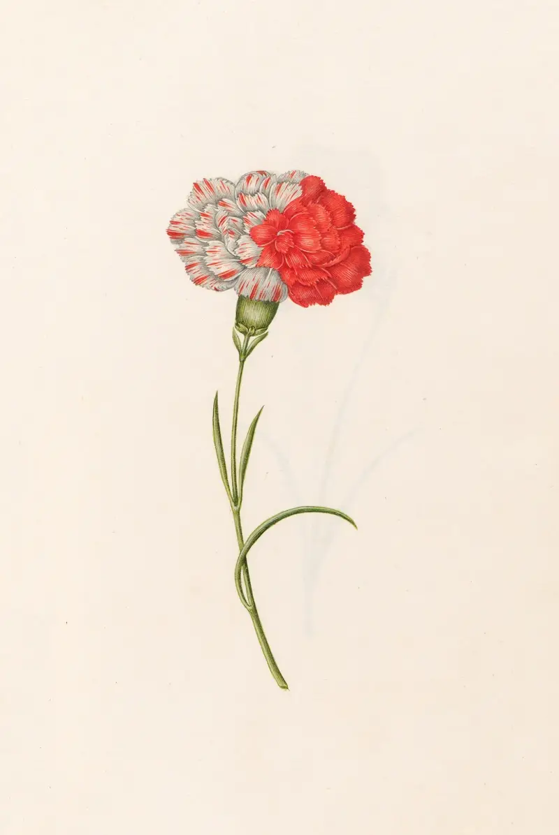 Nelken, 1692 – Nr. 2 von Magdelena Rosina Funck
