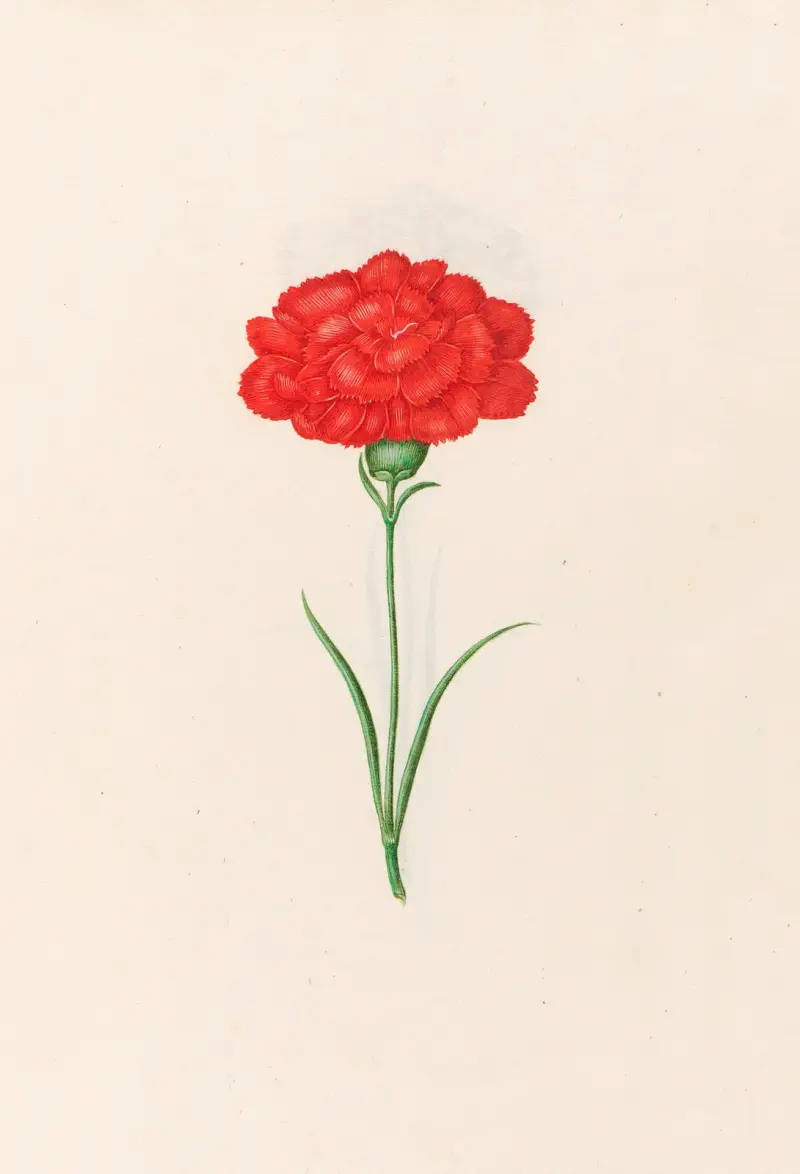 Nelke, 1692 – Nr. 4 von Magdelena Rosina Funck