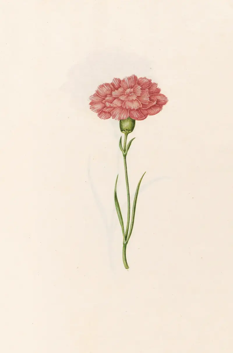 Nelke, 1692 – Nr. 6 von Magdelena Rosina Funck