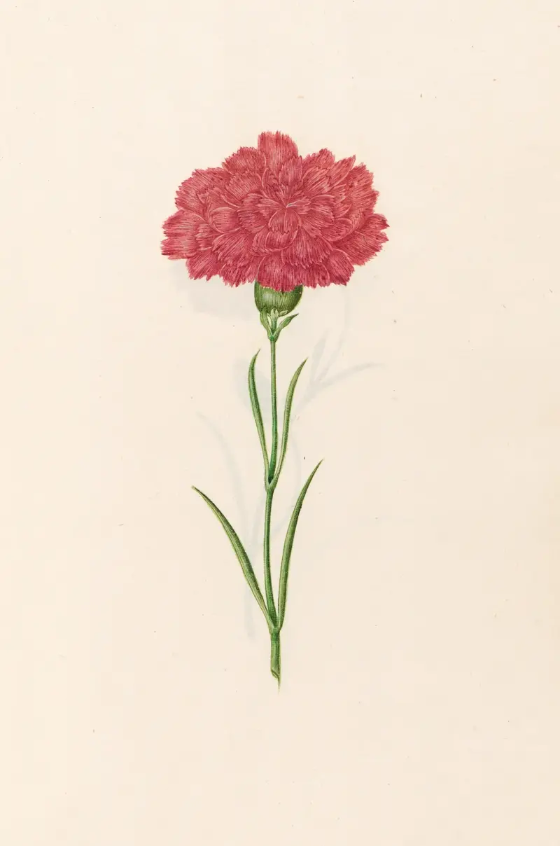 Karafiát, 1692 – č. 10, Magdelena Rosina Funck