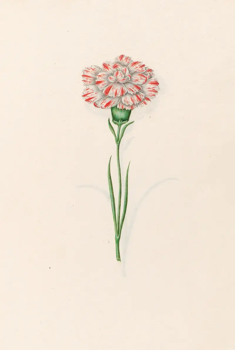 Nelken, 1692 – Nr. 1 von Magdelena Rosina Funck