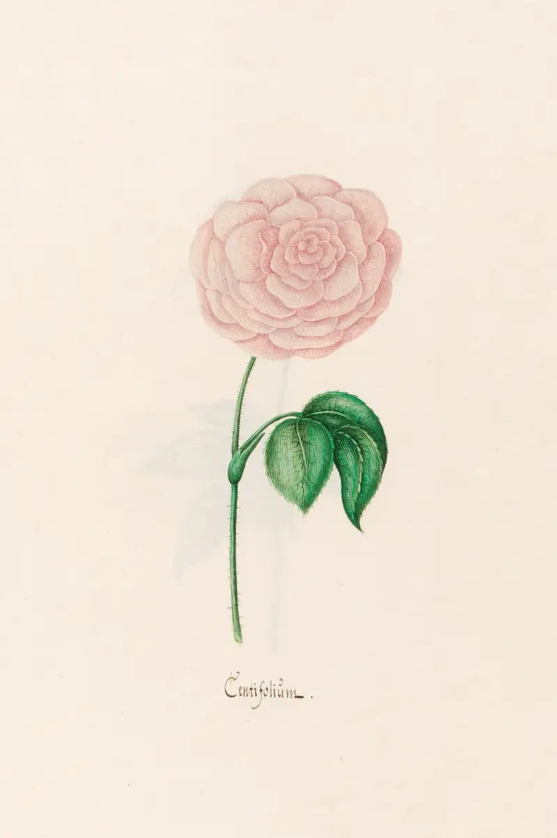 Centifoliüm von Magdelena Rosina Funck