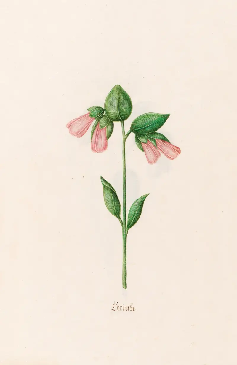 Cerinthe, 1692 – č. 2, Magdelena Rosina Funck