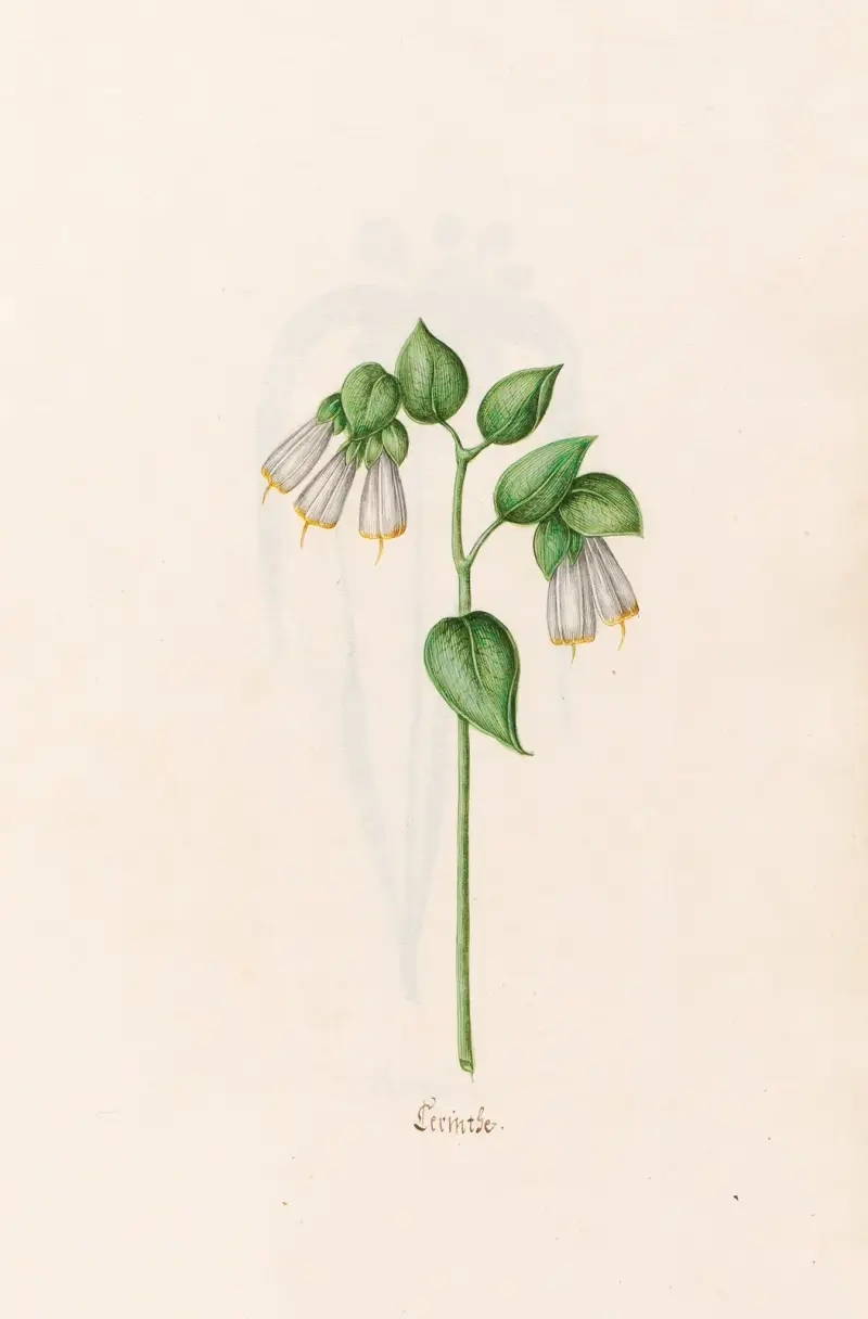 Cerinthe, 1692 – Nr. 1 von Magdelena Rosina Funck