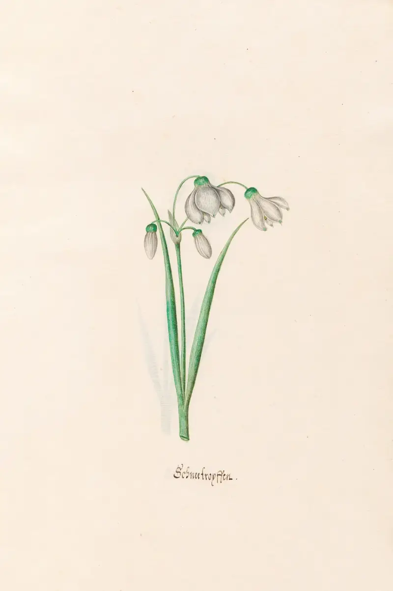 Schneeflocken von Magdelena Rosina Funck