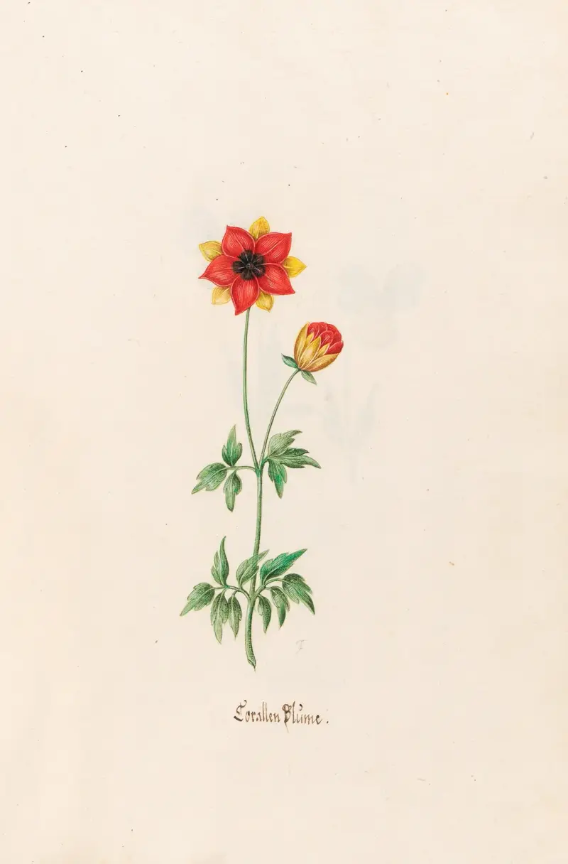 Korallenblüte von Magdelena Rosina Funck