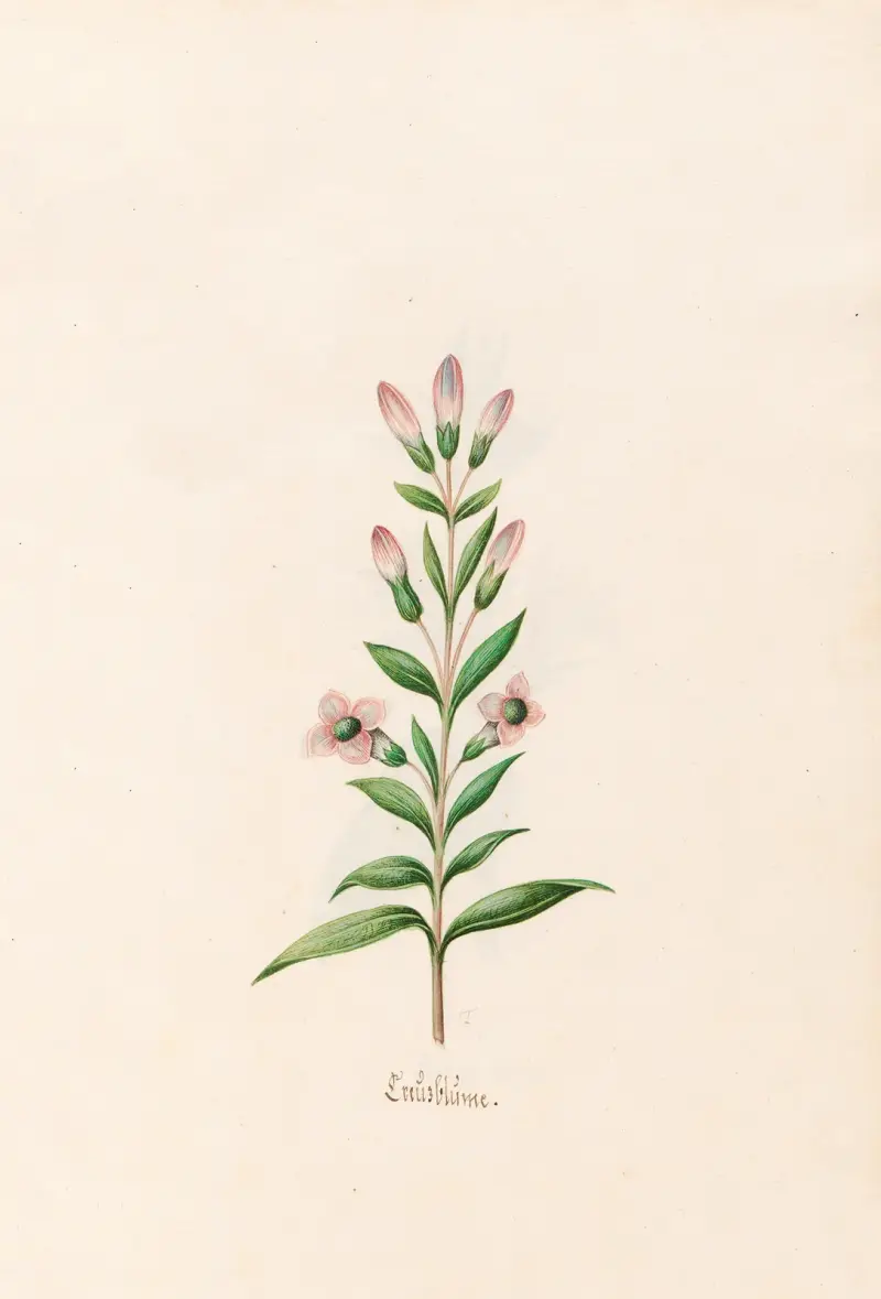 Creüzblüme von Magdelena Rosina Funck