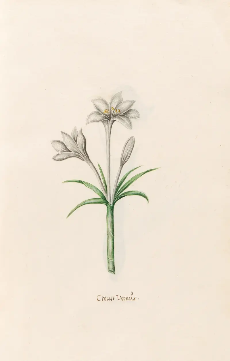 Crocus Vernüs, 1692 – nr 2, Magdelena Rosina Funck