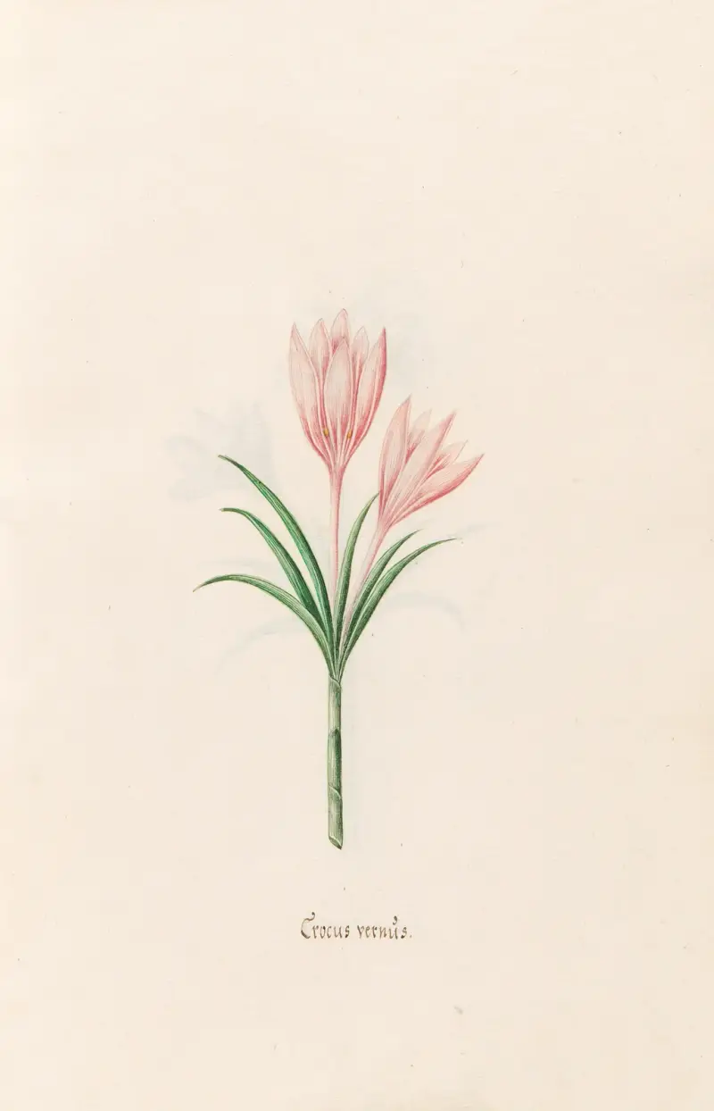Crocus vernüs, 1692 – Nr. 1 von Magdelena Rosina Funck