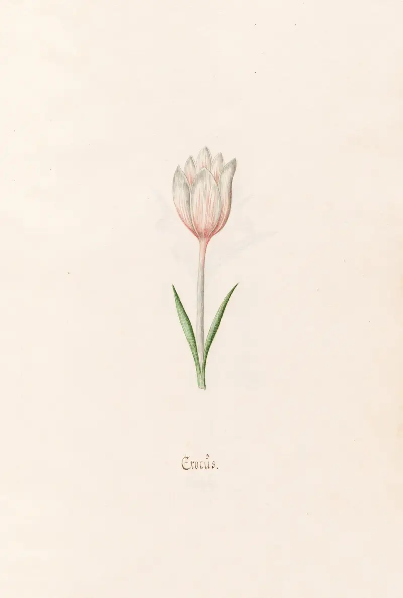 Krokus, Magdelena Rosina Funck