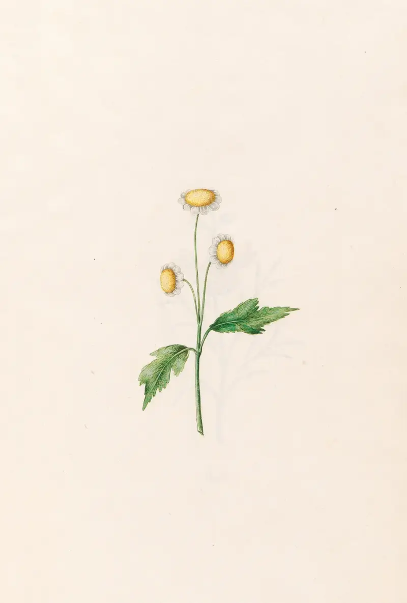 Sedmikráska, Magdelena Rosina Funck