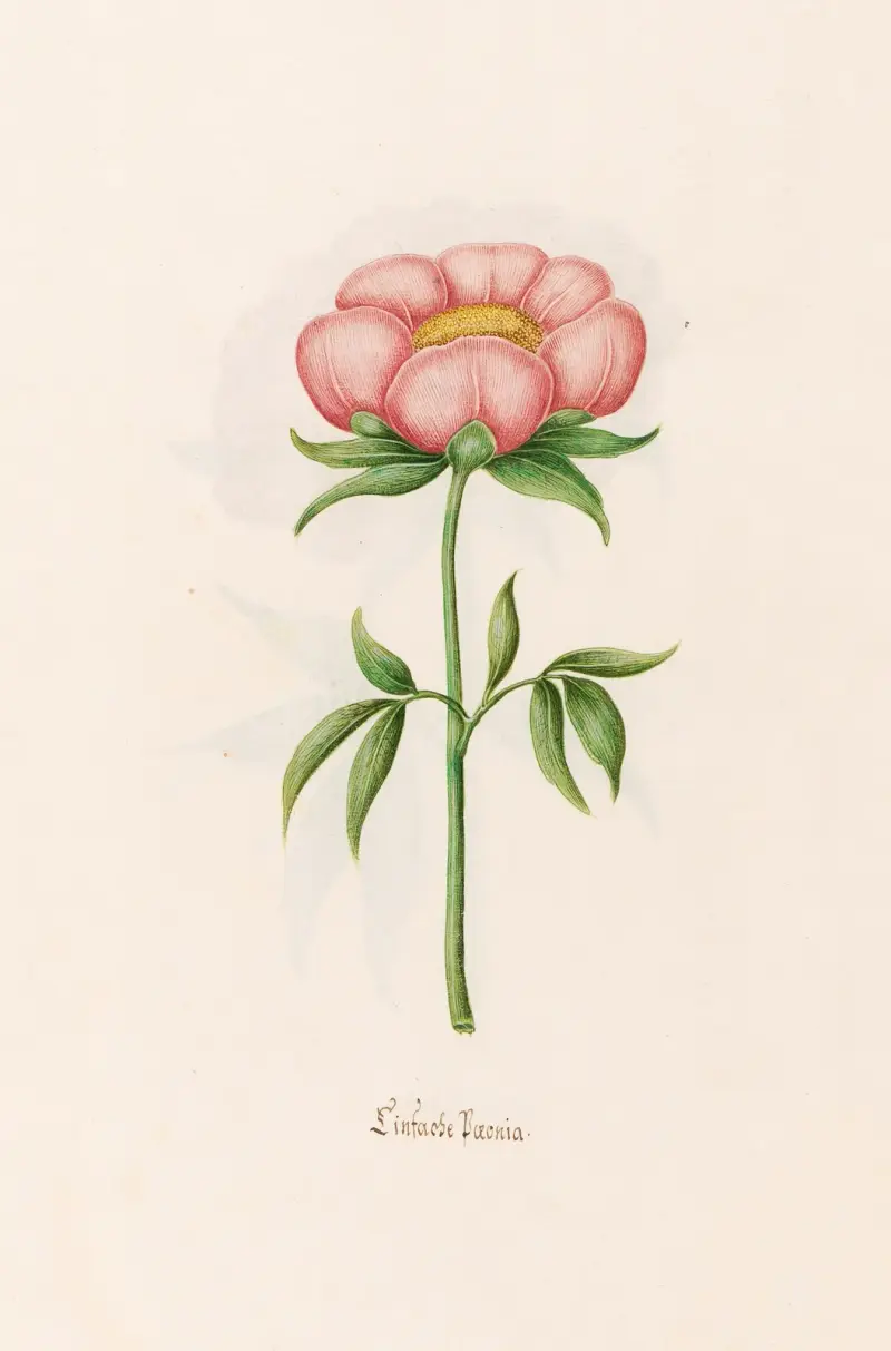 Einfache Poeonia von Magdelena Rosina Funck