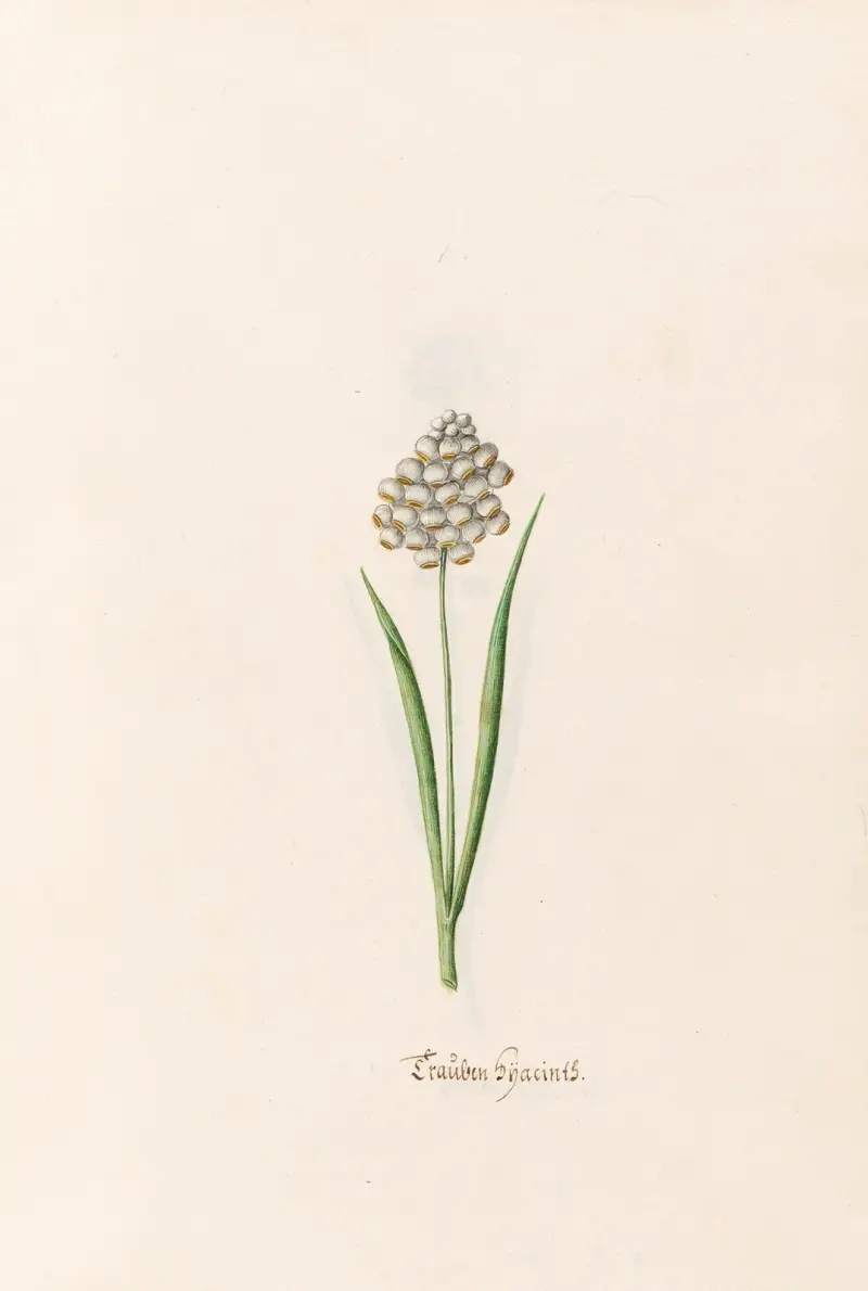 Hyazinthen, 1692 – Nr. 2 von Magdelena Rosina Funck