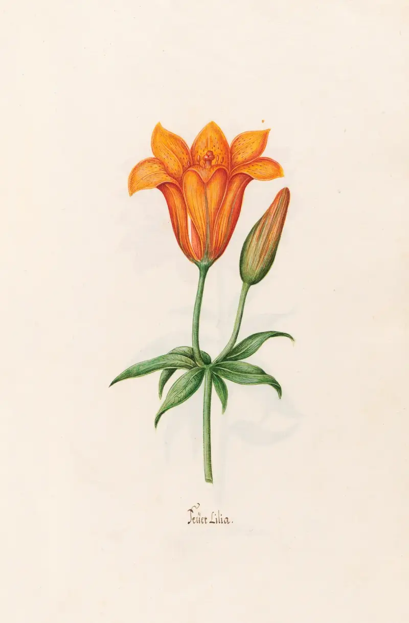 Feüer Lilia. [Lilja] av Magdelena Rosina Funck