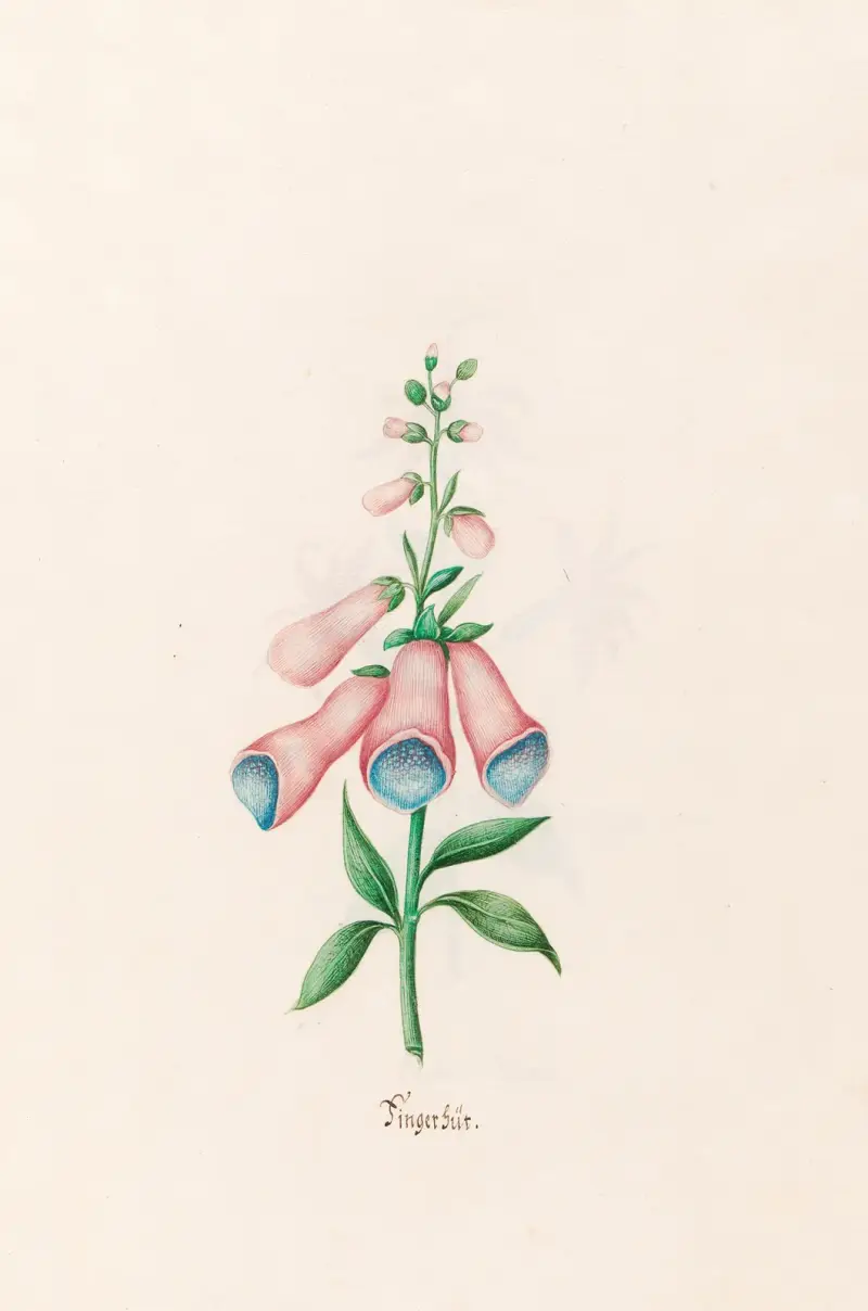 Fingerhüte von Magdelena Rosina Funck