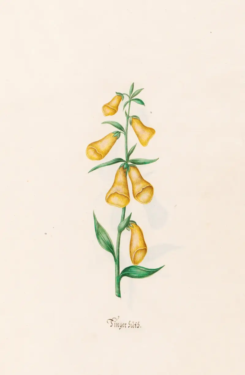 Náprstník, 1692 – č. 2, Magdelena Rosina Funck