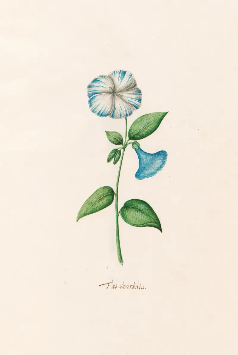 Podivuhodný květ, 1692 – Nr. 2, Magdelena Rosina Funck