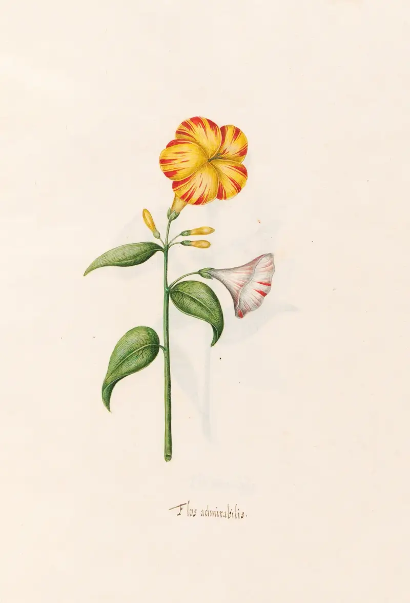 Flos admirabilis, 1692 – Nr. 1, Magdelena Rosina Funck