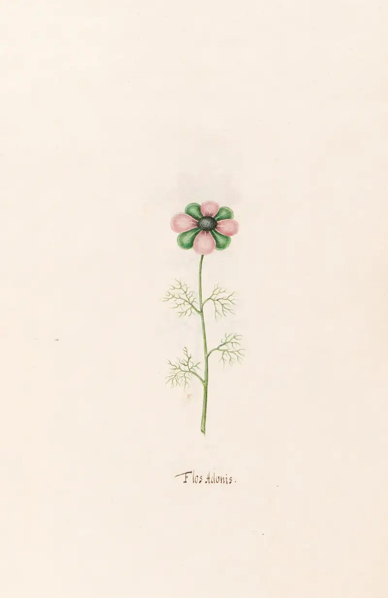Flos Adonis, 1692 – Nr. 2 von Magdelena Rosina Funck
