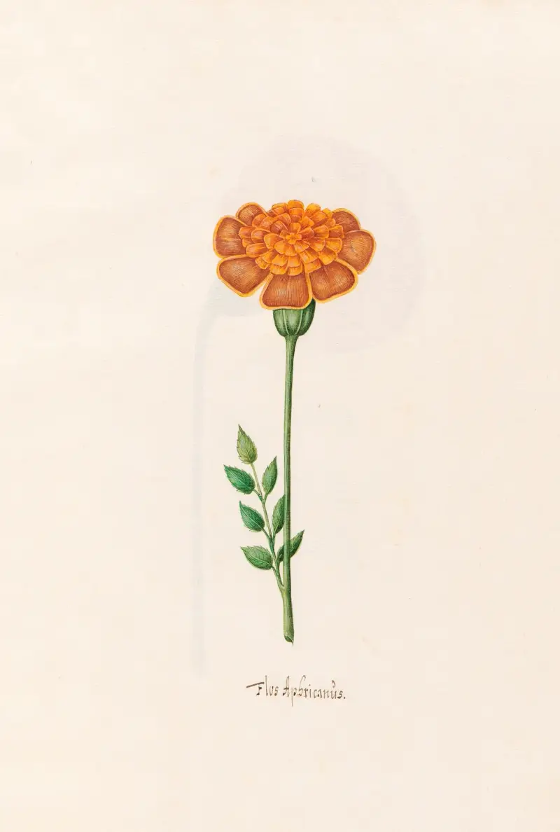 Flos Aphricanüs, 1692 – Nr. 4, Magdelena Rosina Funck