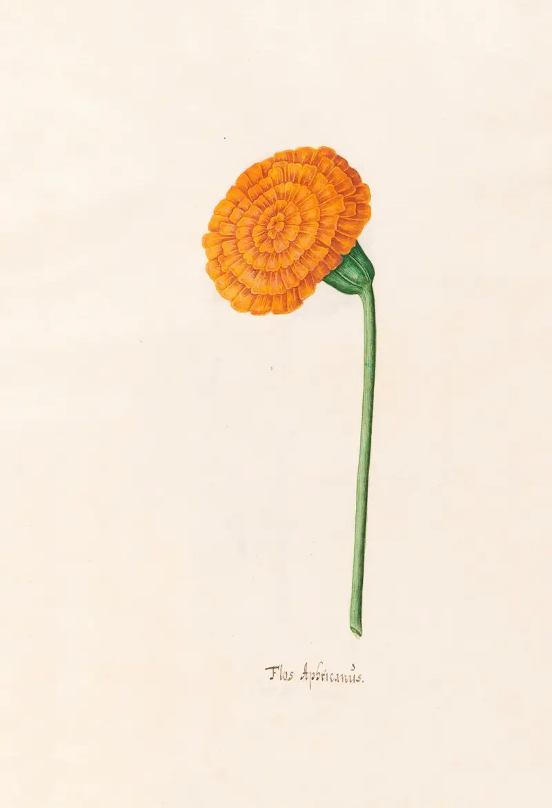Flos Aphricanüs, 1692 – Nr. 5 von Magdelena Rosina Funck
