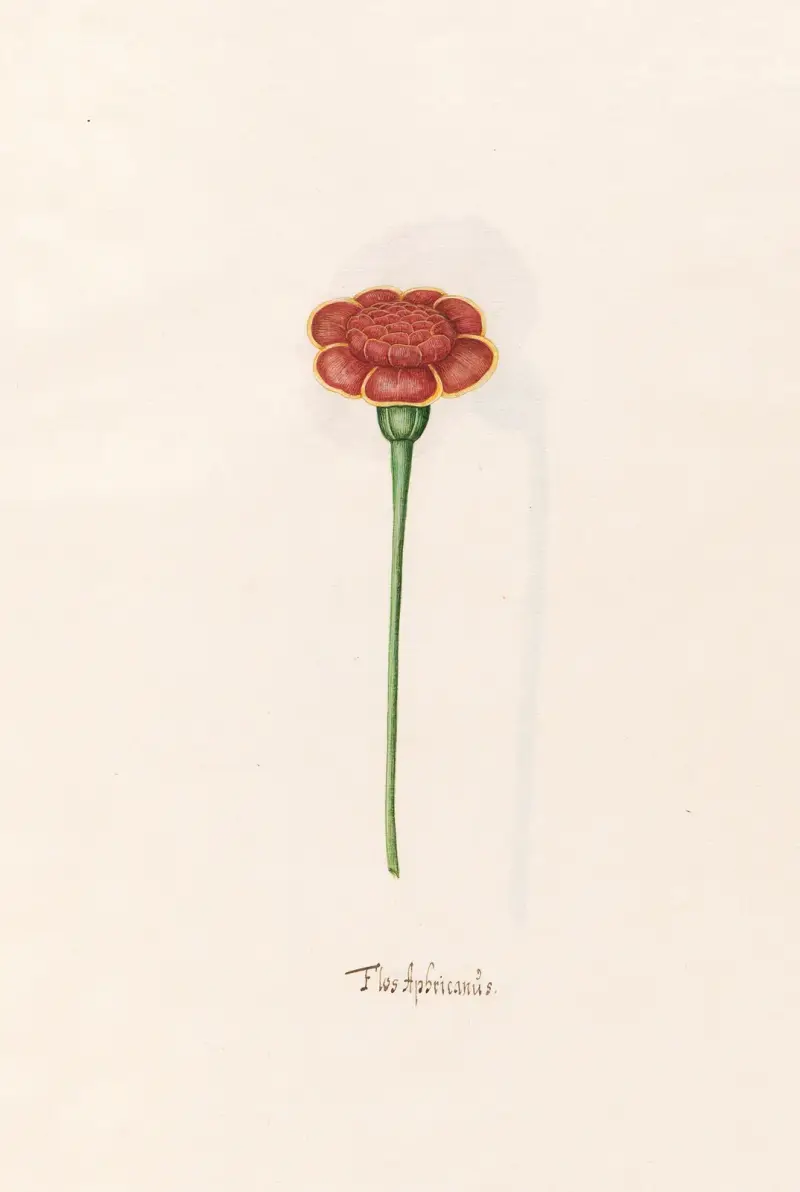 Flos Aphricanüs, 1692 – Nr. 1 von Magdelena Rosina Funck