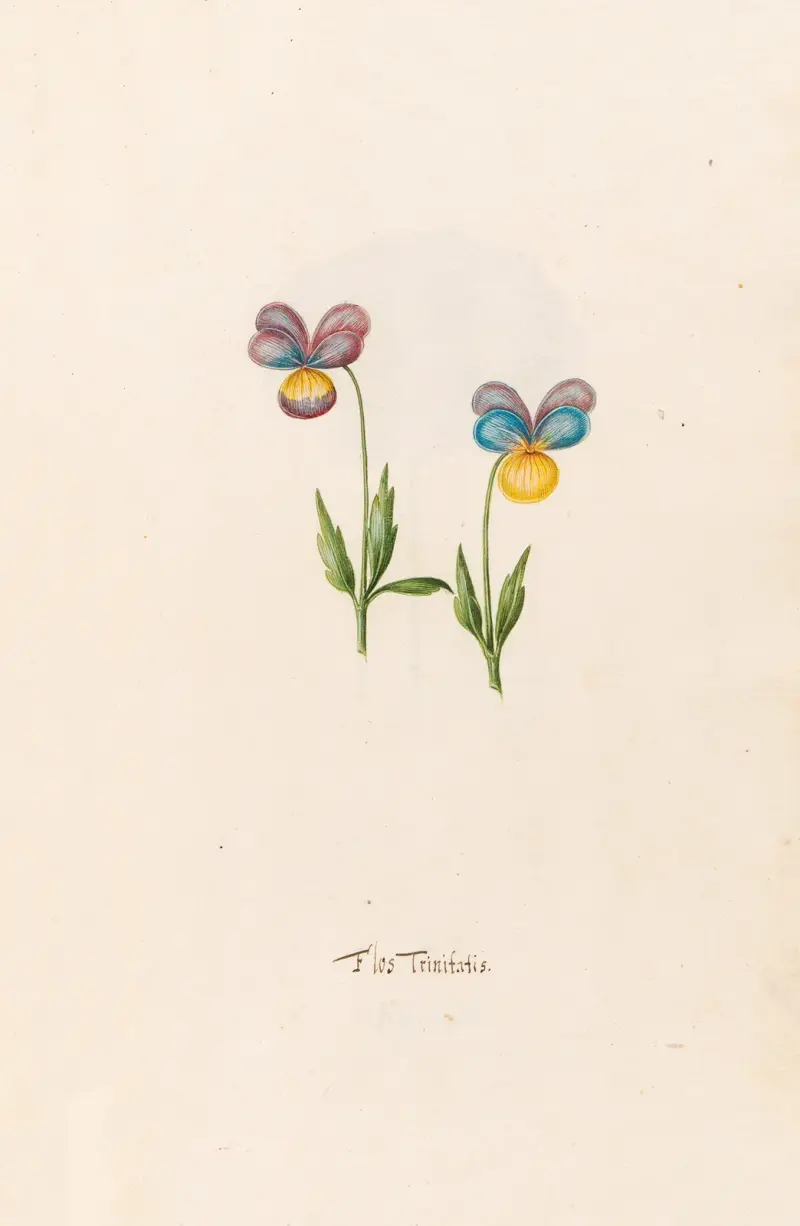 Flos Trinitatis, Magdelena Rosina Funck