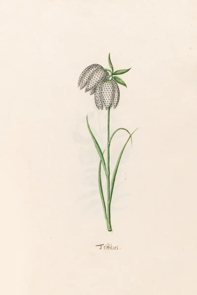 Fritillaria av Magdelena Rosina Funck
