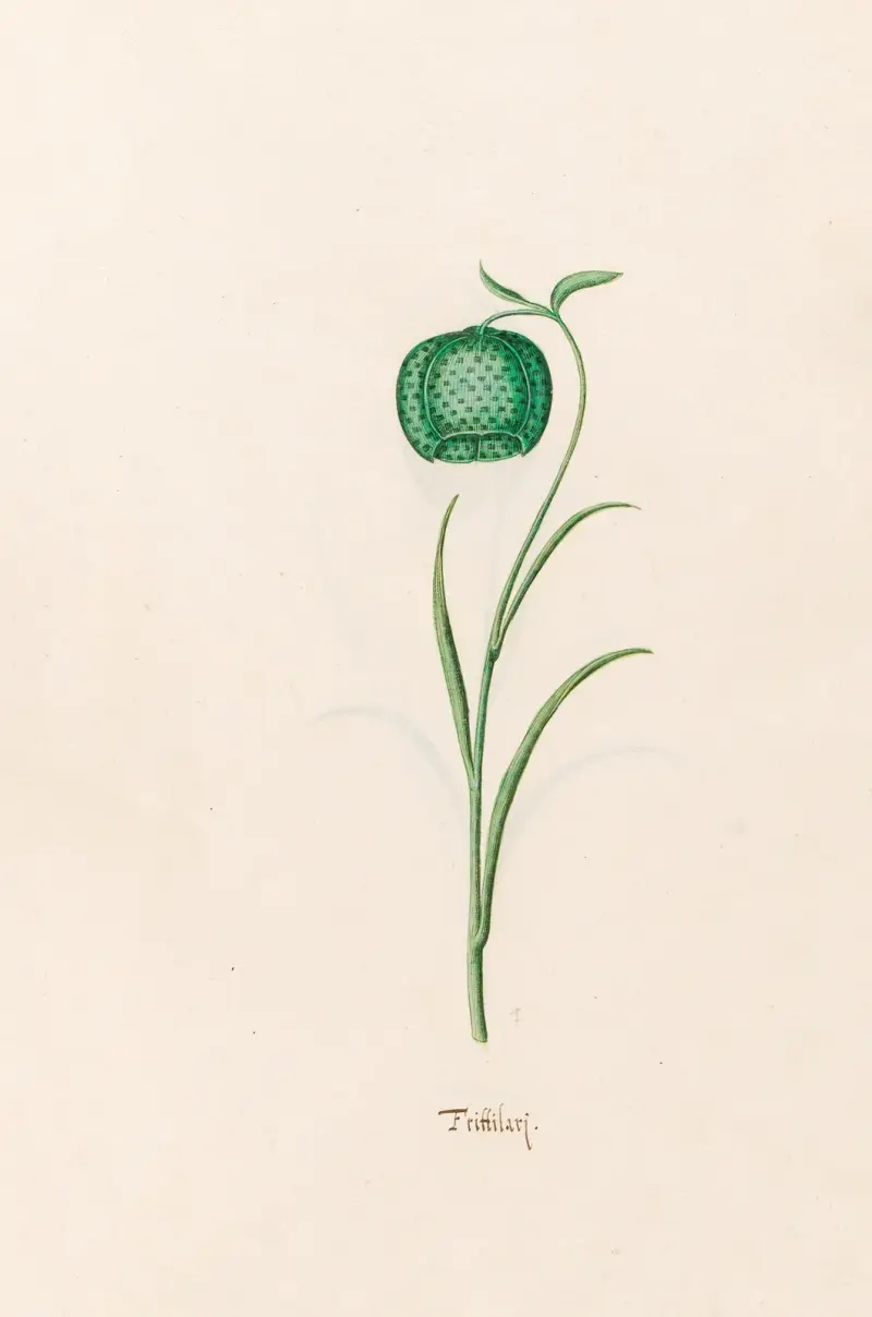 Fritillaria av Magdelena Rosina Funck