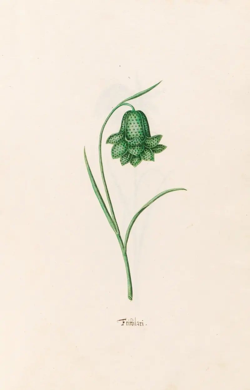 Frittilari. [Fritillaria] av Magdelena Rosina Funck