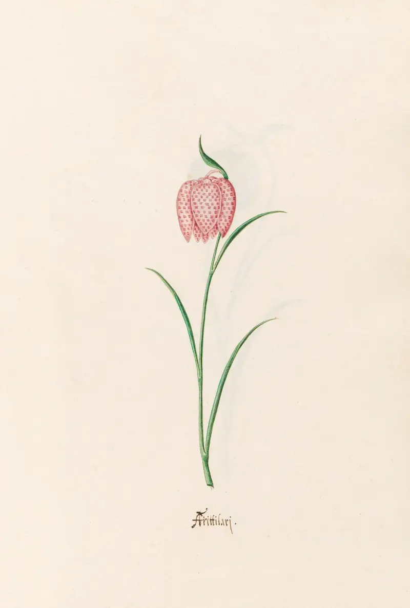 Fritillaria av Magdelena Rosina Funck