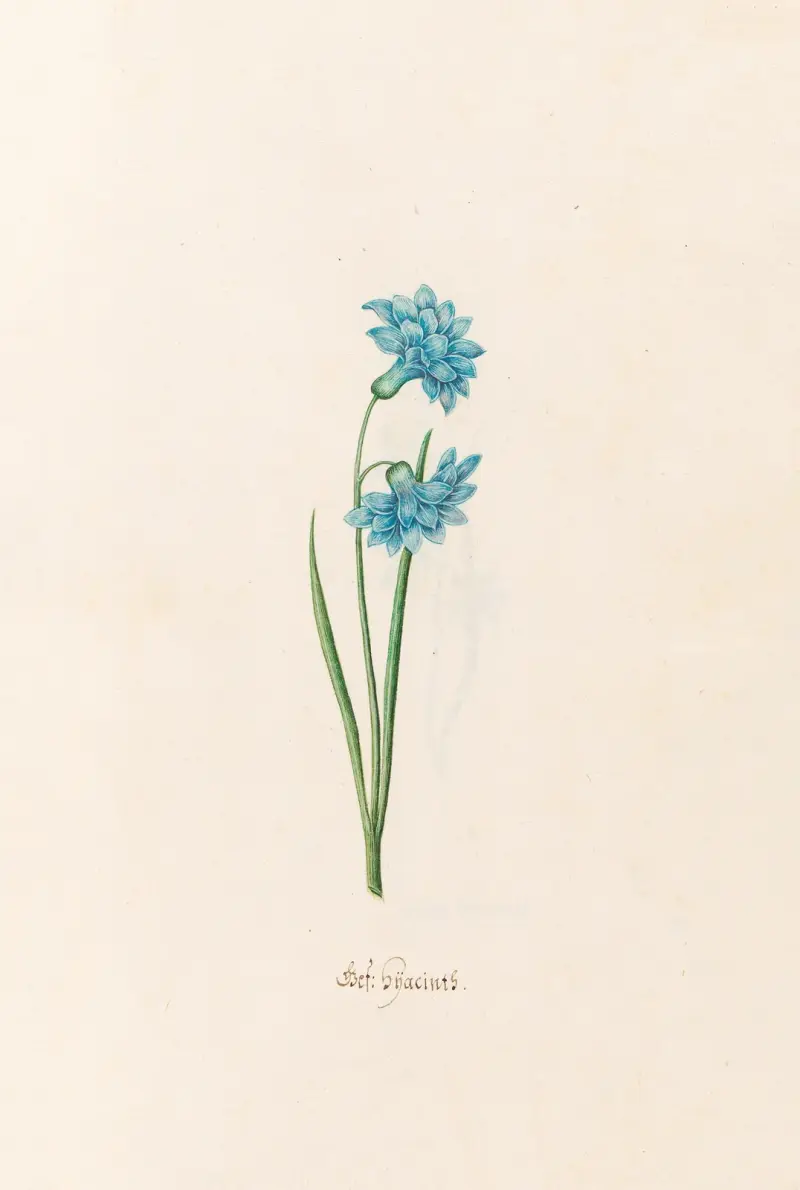 Hyazinthen, 1692 – Nr. 3 von Magdelena Rosina Funck