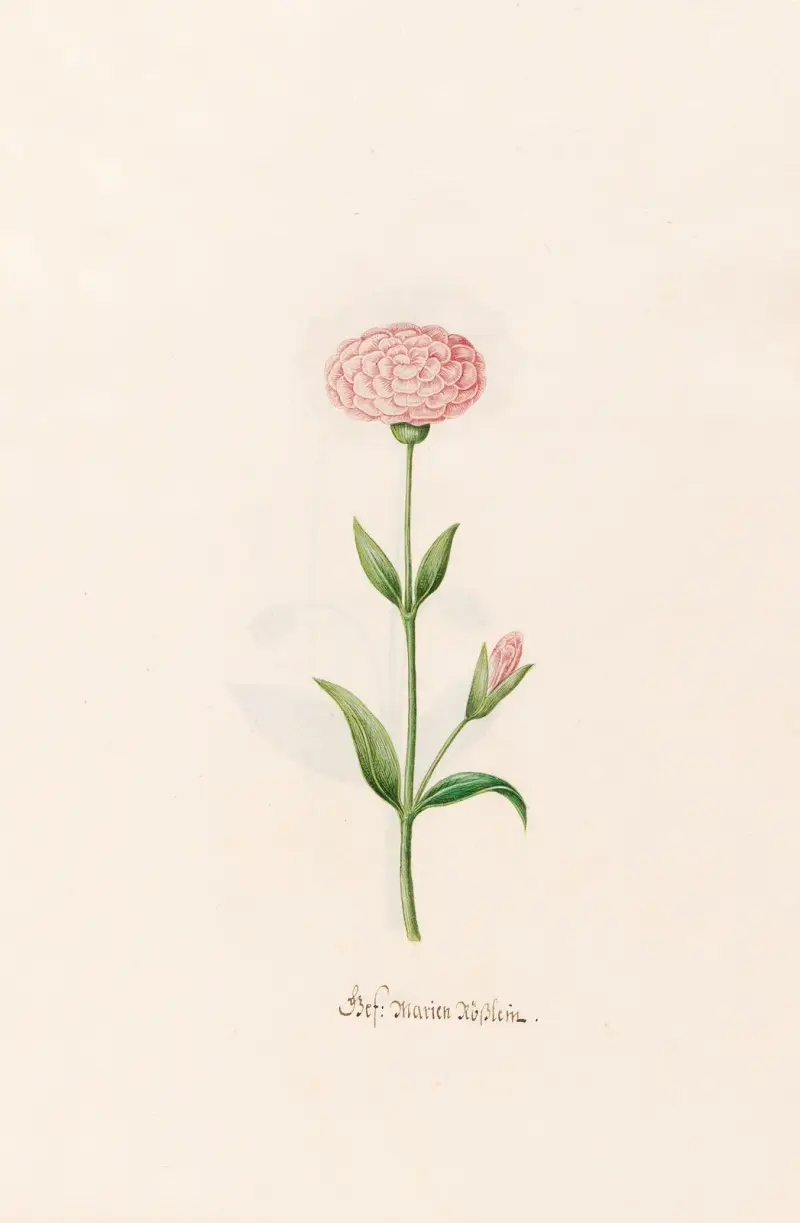 Gef. Marien Rösslein von Magdelena Rosina Funck