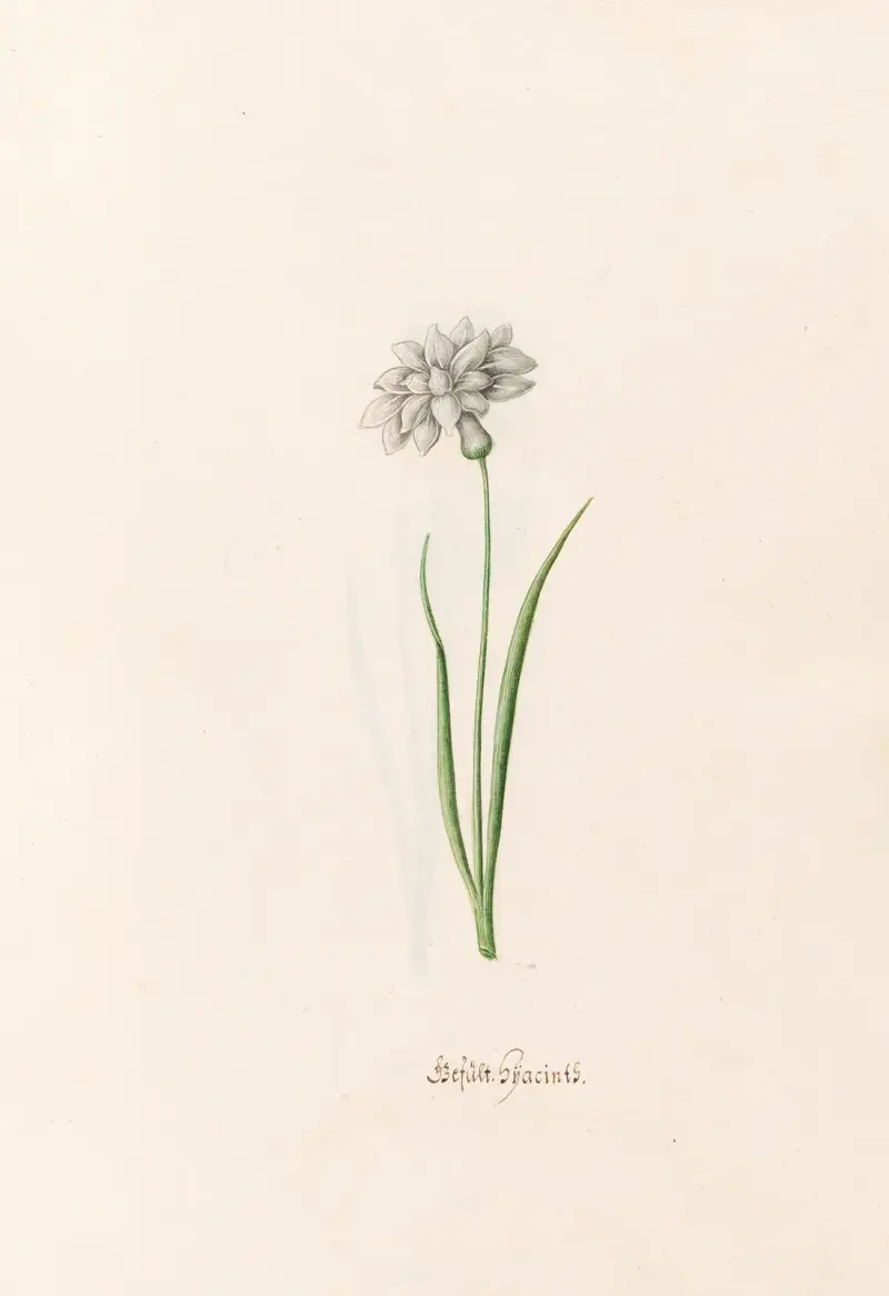 Hyazinthen, 1692 – Nr. 4 von Magdelena Rosina Funck