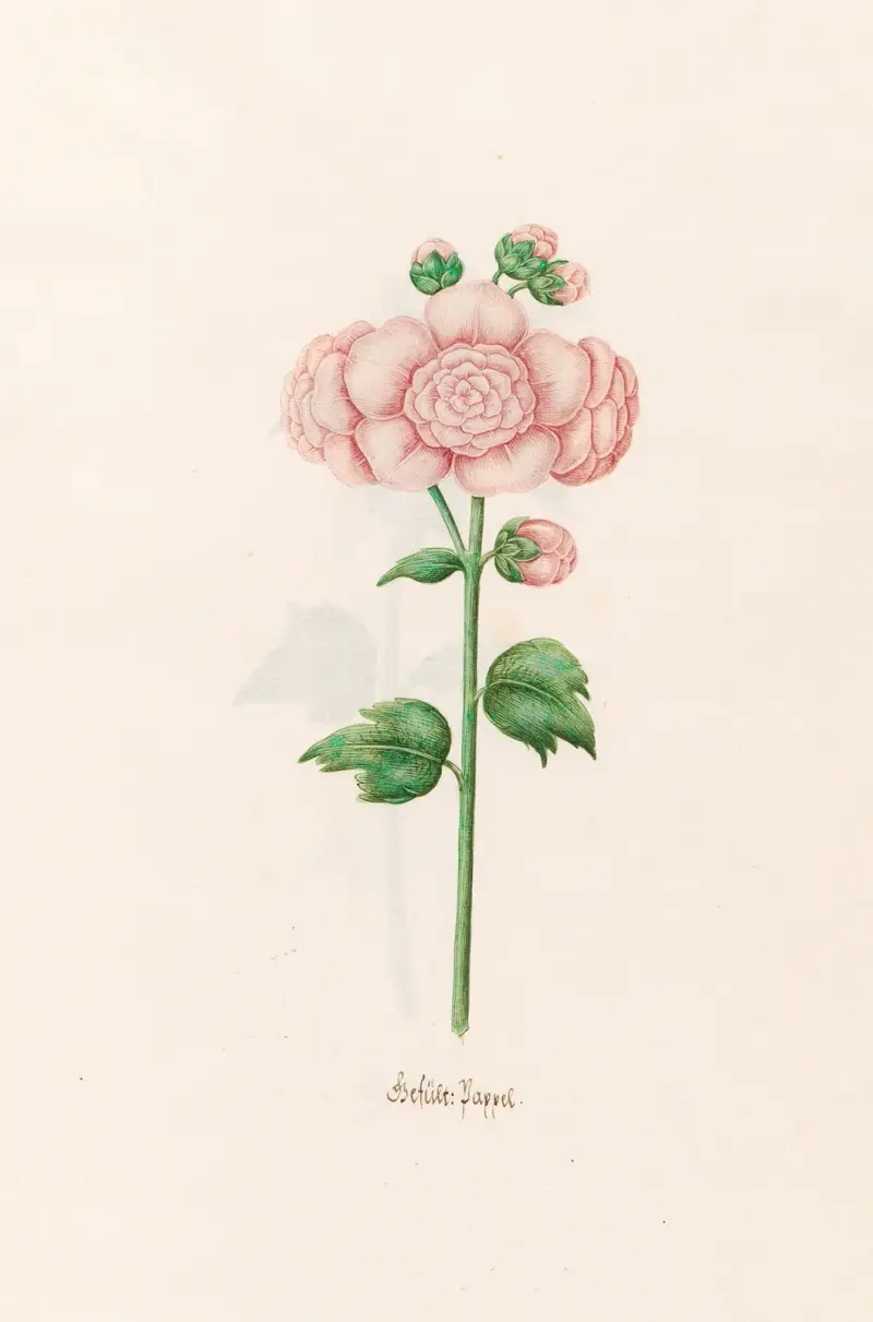 Gefüllte Pappel, 1692 – Nr. 1 von Magdelena Rosina Funck