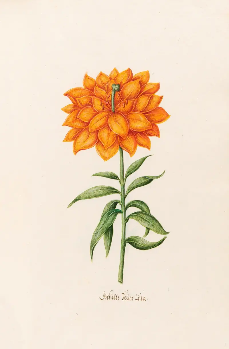 Gefülte Feüer Lilia (Fylld brandlilja) av Magdelena Rosina Funck