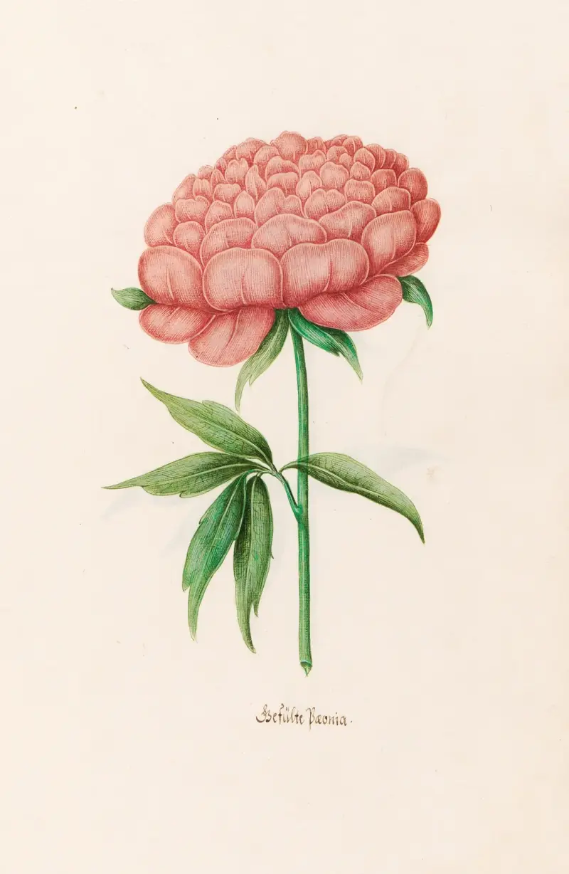 Gefüllte Päonie von Magdelena Rosina Funck