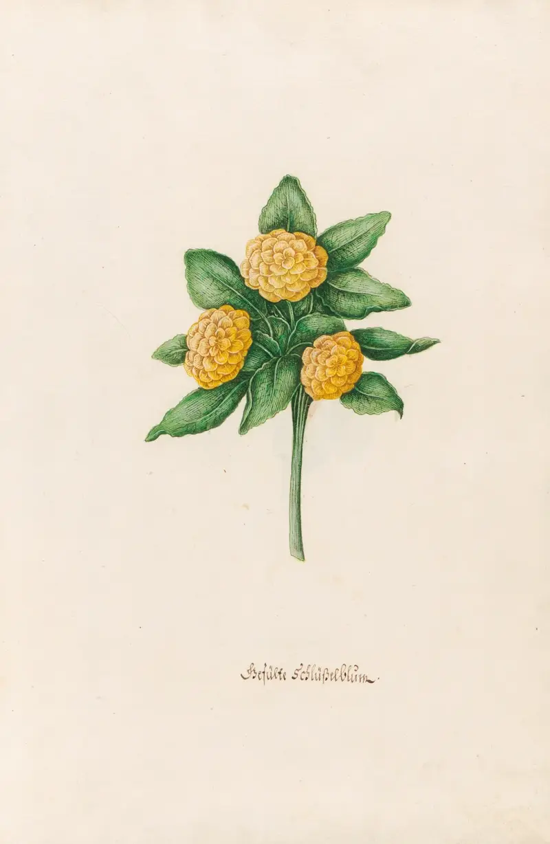 Gefüste Schlüsselblüm von Magdelena Rosina Funck