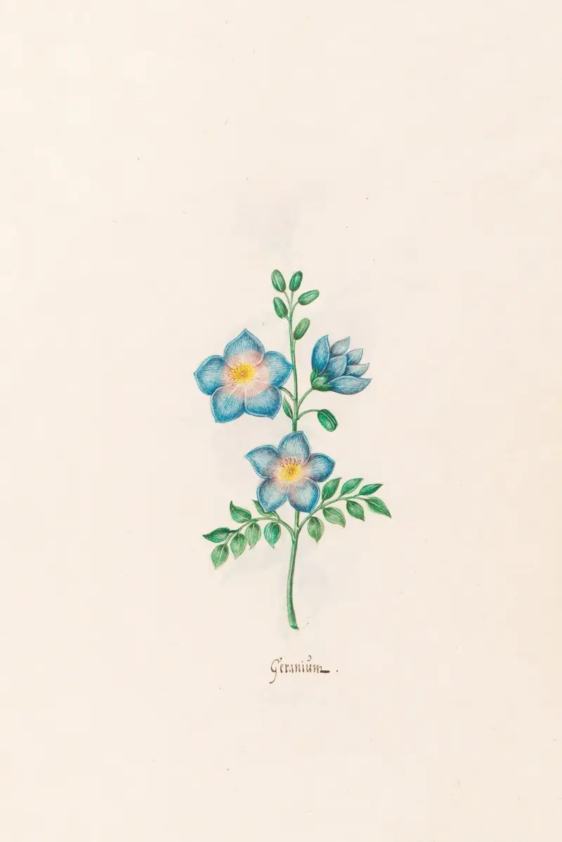 Geraniüm, 1692 – Nr. 2 von Magdelena Rosina Funck
