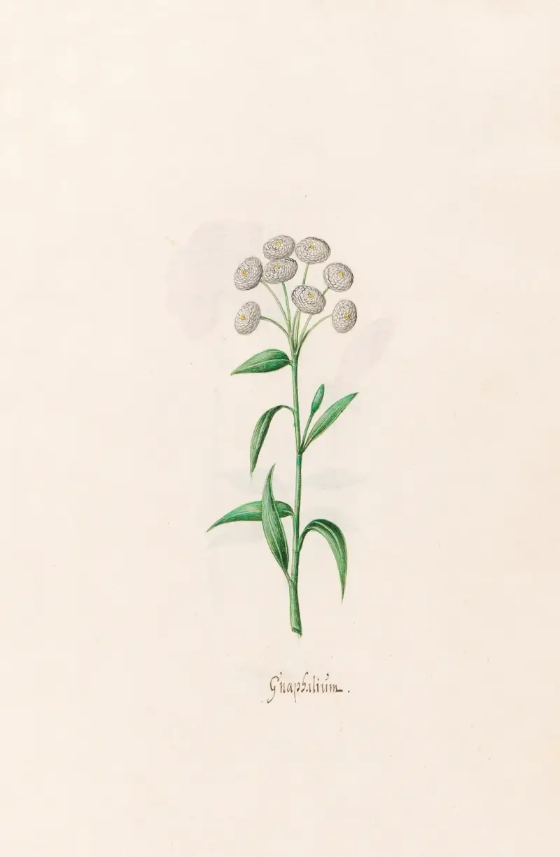 Gnaphaliüm, 1692 – Nr. 1 von Magdelena Rosina Funck