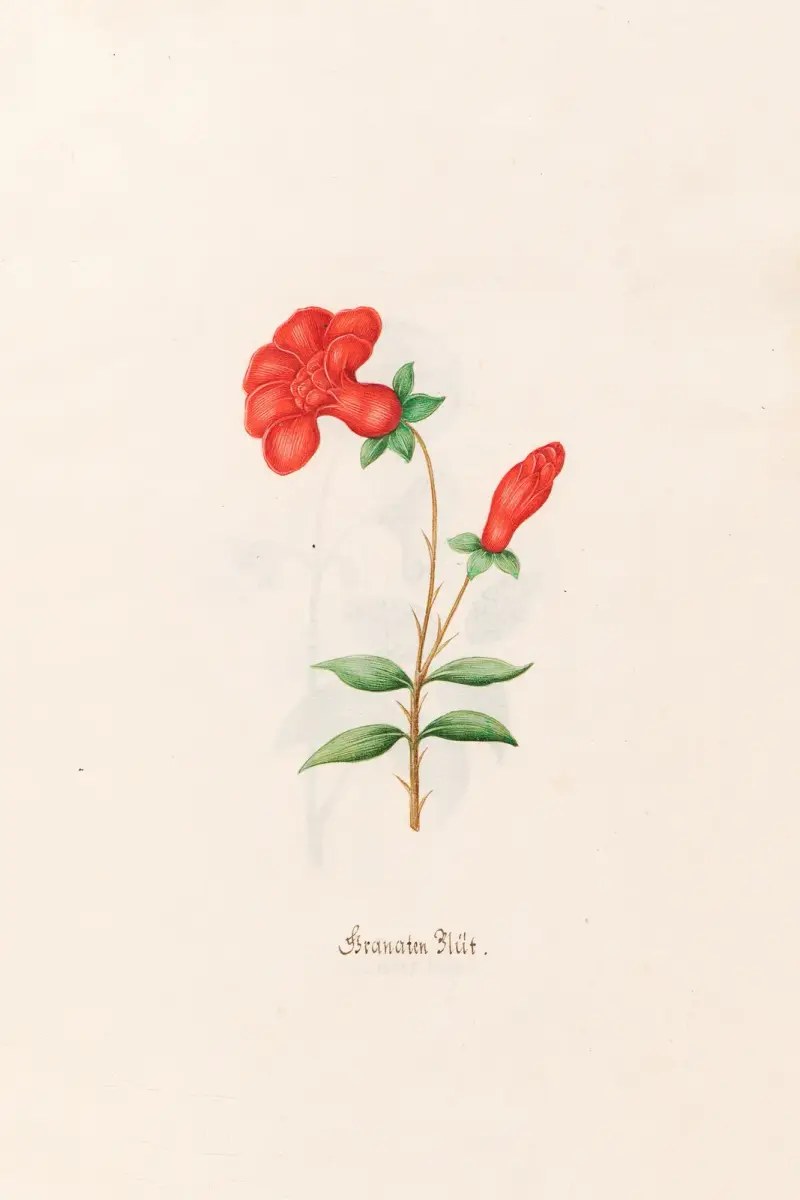 Granatapfelblüte von Magdelena Rosina Funck