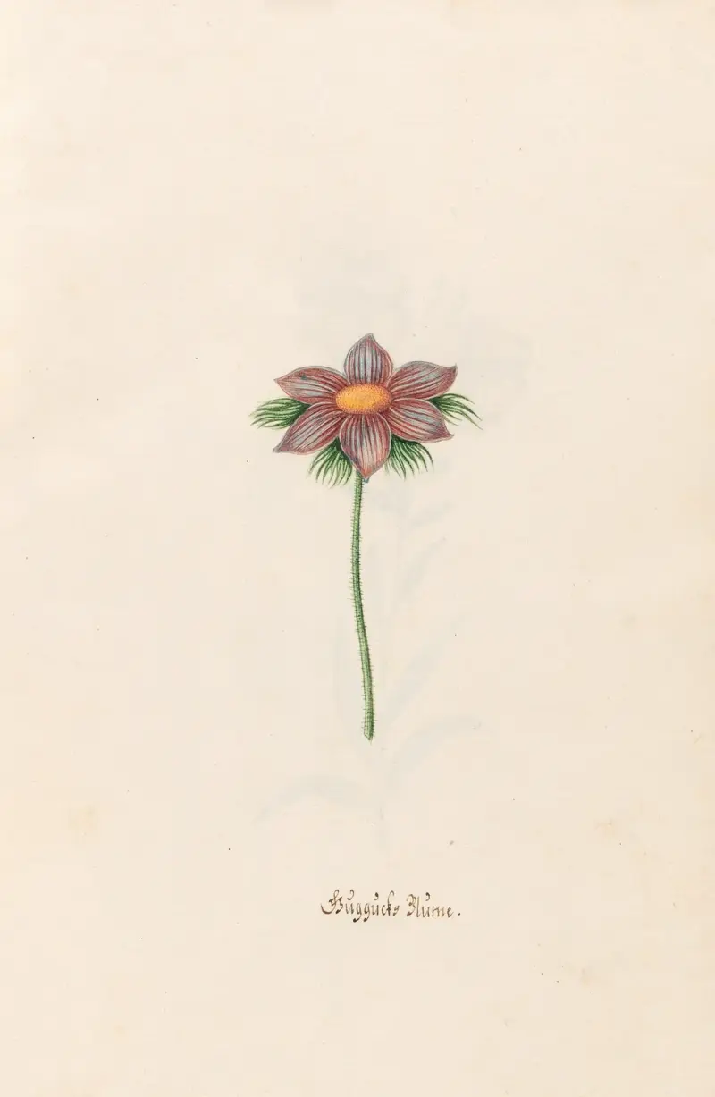Güggücks Blüme, Magdelena Rosina Funck