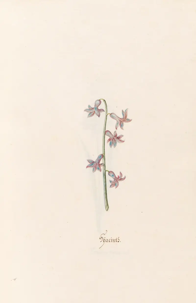 Hyazinthen, 1692 – Nr. 6 von Magdelena Rosina Funck