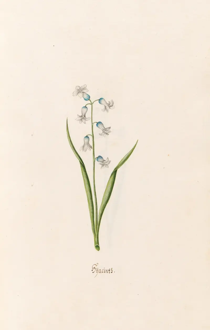 Hyazinthen, 1692 – Nr. 8 von Magdelena Rosina Funck