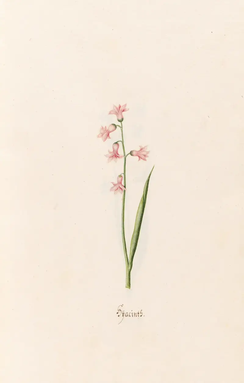 Hyazinthen, 1692 – Nr. 9 von Magdelena Rosina Funck