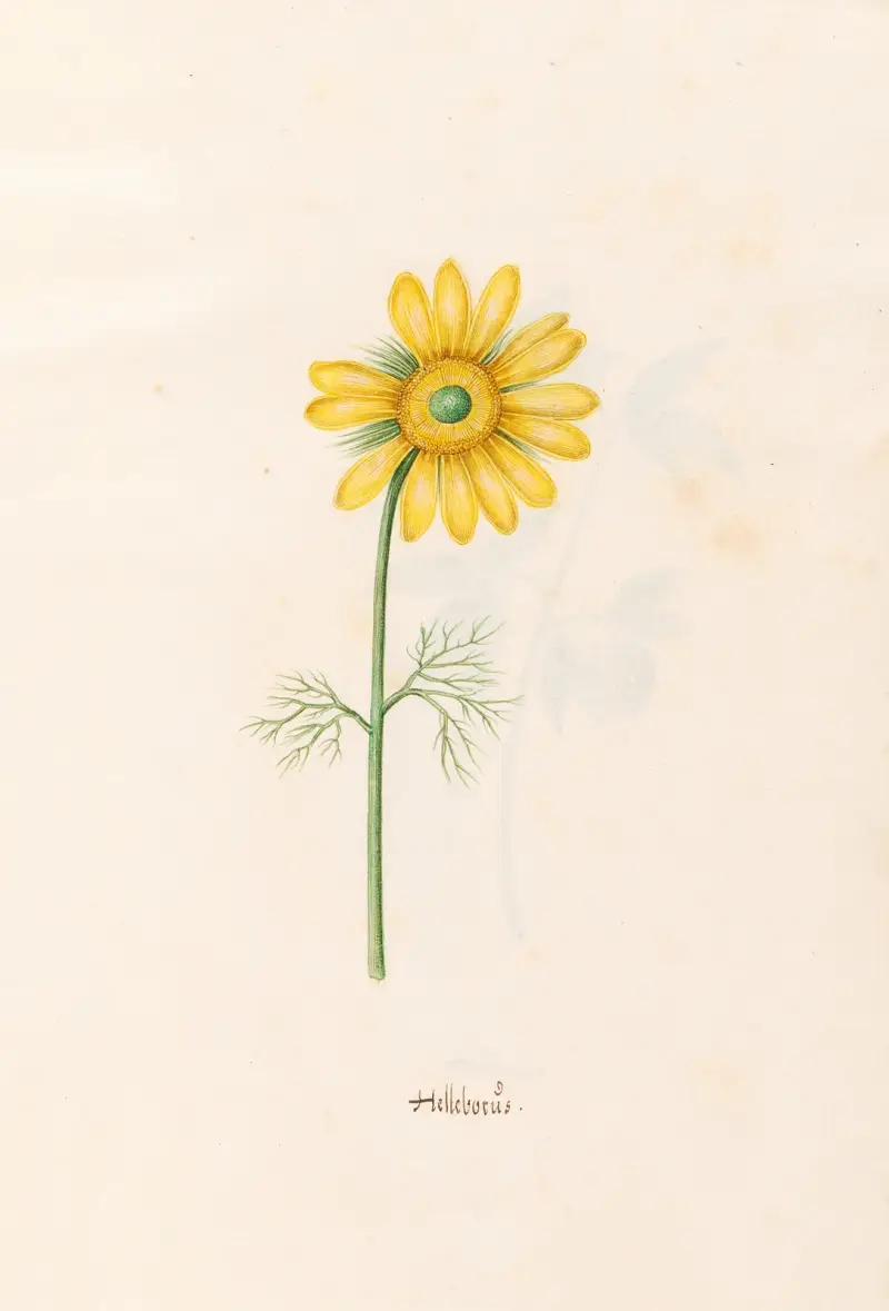 Ciemiernik, 1692 – Nr. 2, Magdelena Rosina Funck