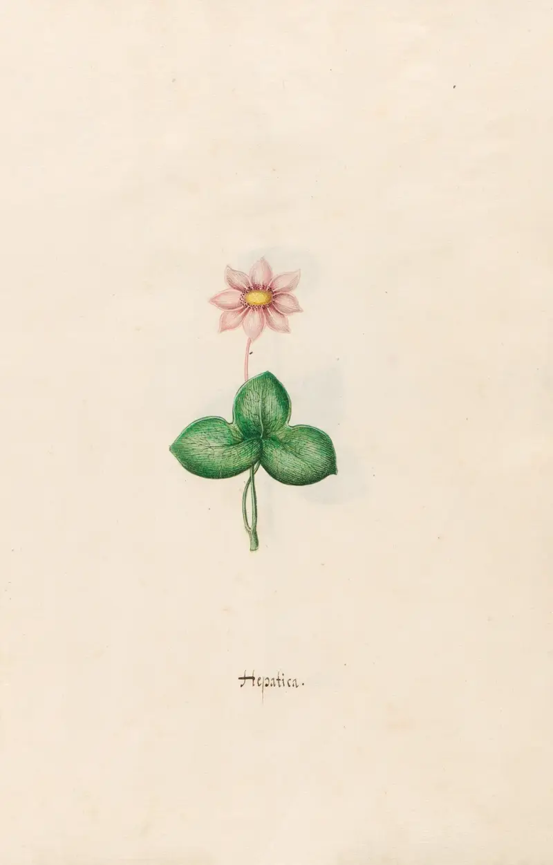 Leberblümchen von Magdelena Rosina Funck