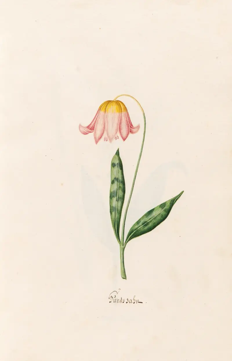 Hadí jazyk, Magdelena Rosina Funck